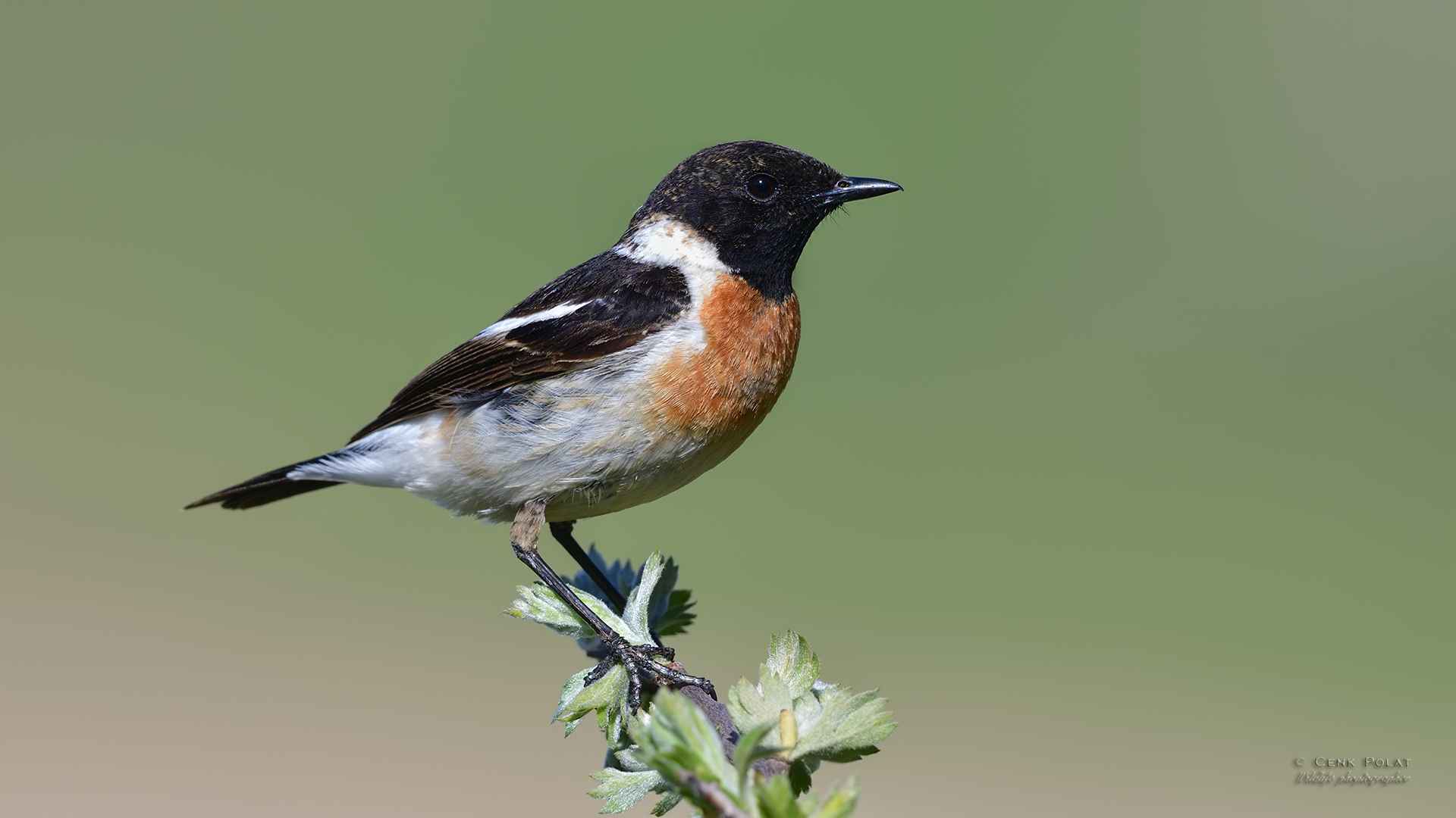 Siberian Stonechat